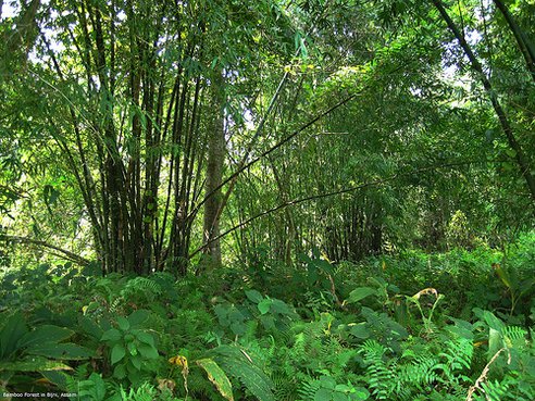 Un indian a creat singur o pădure de peste 550 de hectare, în 30 de ani